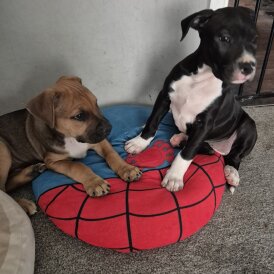 Mixed Breed - Dogs