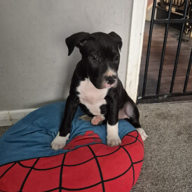 Mixed Breed - Dogs