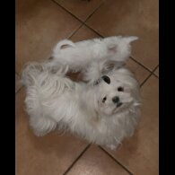Mixed Breed - Both