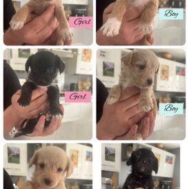 Mixed Breed - Both