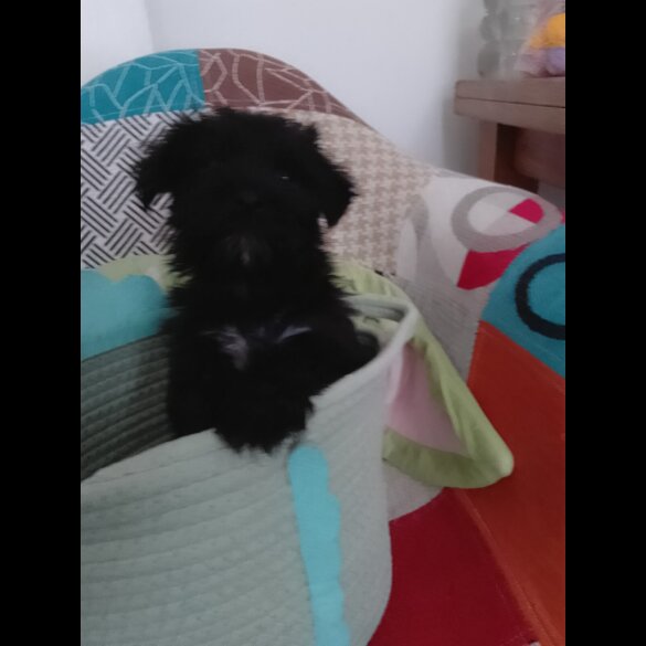 Morkie - Both