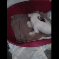 Morkie - Both