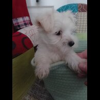 Morkie - Both
