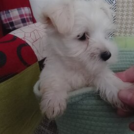 Morkie - Both