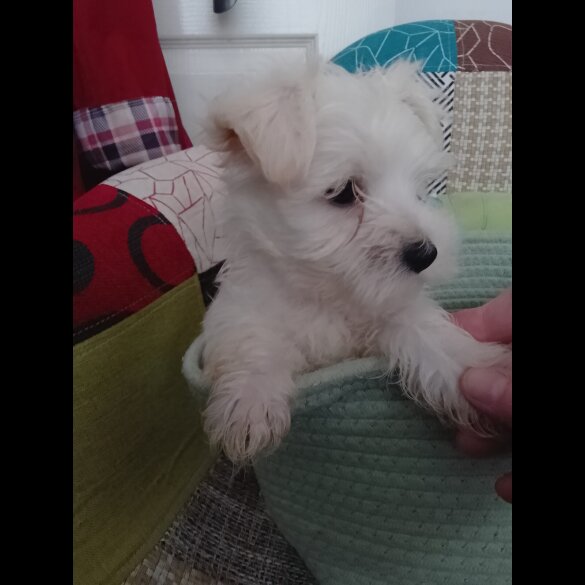 Morkie - Both