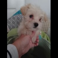 Morkie - Both