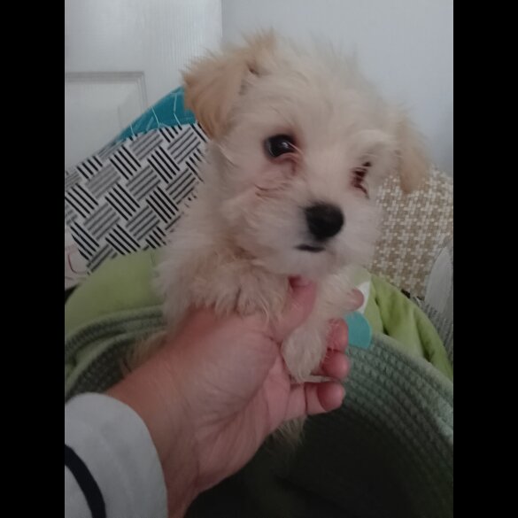 Morkie - Both