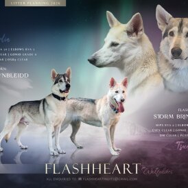 Northern Inuit - Both