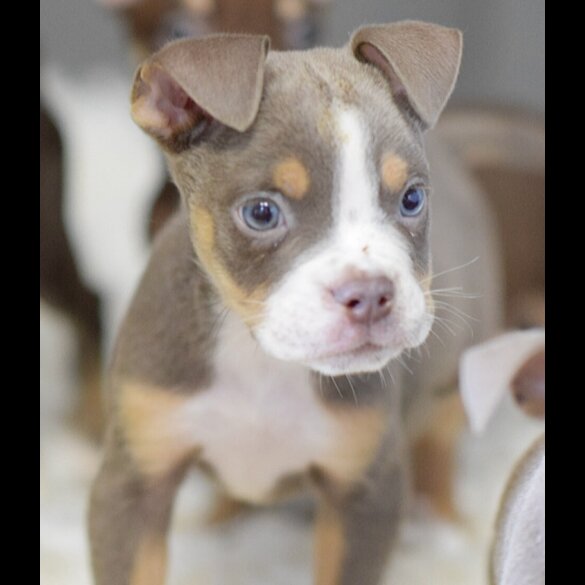English Bulldog - Both
