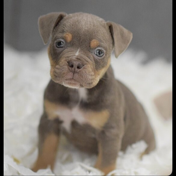English Bulldog - Both