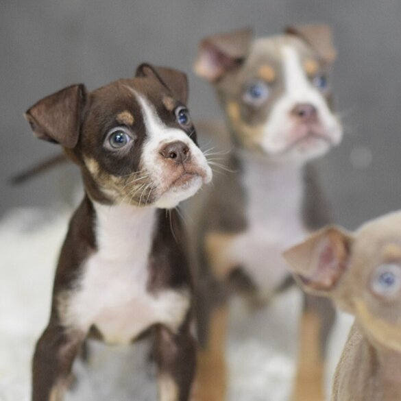 English Bulldog - Both