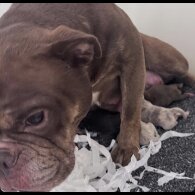 English Bulldog - Both