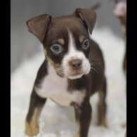 English Bulldog - Both