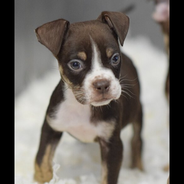 English Bulldog - Both