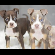 English Bulldog - Both