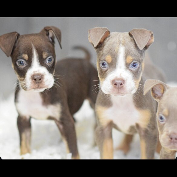 English Bulldog - Both