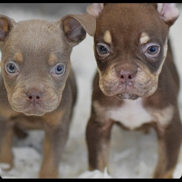 English Bulldog - Both