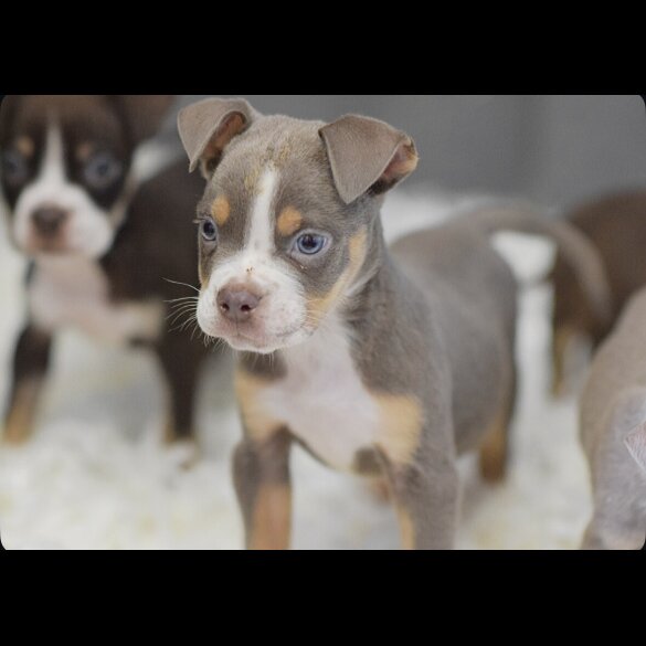 English Bulldog - Both
