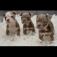 English Bulldog - Both