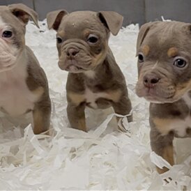 Dorset Olde Tyme Bulldogge - Both