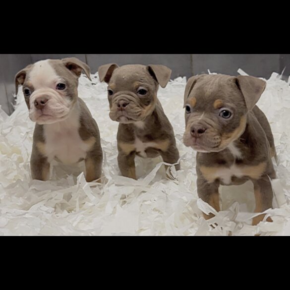 English Bulldog - Both