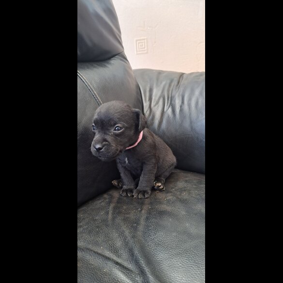 Patterdale Terrier - Both