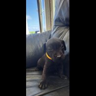 Patterdale Terrier - Both