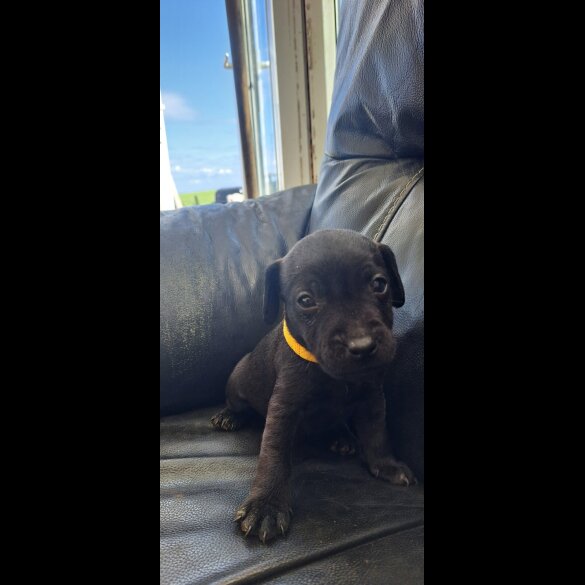 Patterdale Terrier - Both