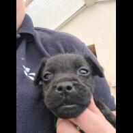 Patterdale Terrier - Both