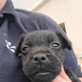 Patterdale Terrier - Both