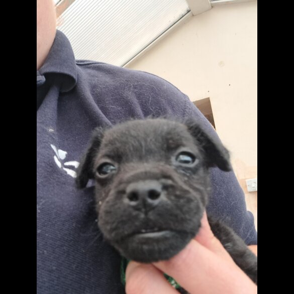 Patterdale Terrier - Both