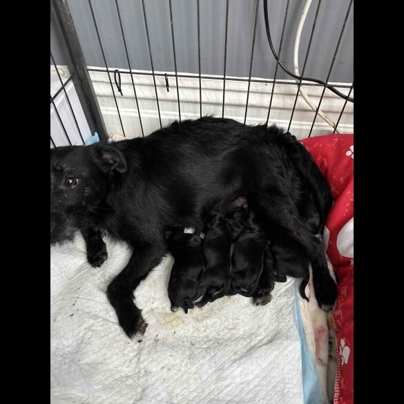 Patterdale Terrier - Both
