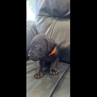 Patterdale Terrier - Both