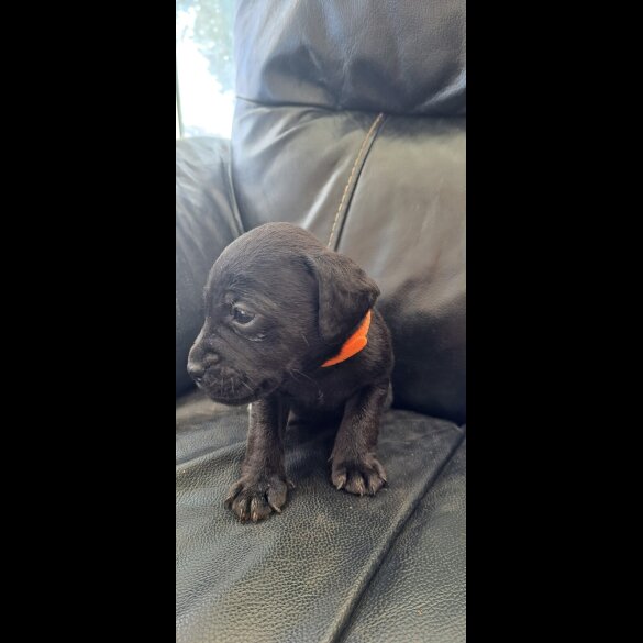 Patterdale Terrier - Both