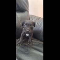 Patterdale Terrier - Both