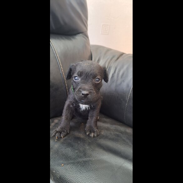 Patterdale Terrier - Both