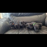 Patterdale Terrier - Both