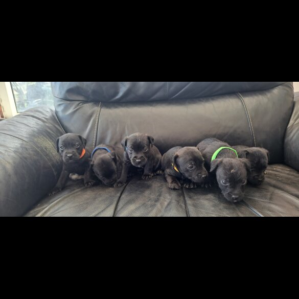 Patterdale Terrier - Both
