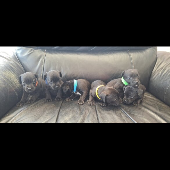 Patterdale Terrier - Both