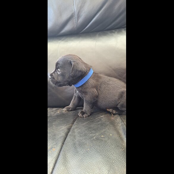 Patterdale Terrier - Both