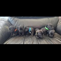 Patterdale Terrier - Both