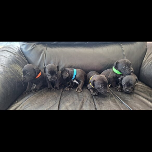 Patterdale Terrier - Both