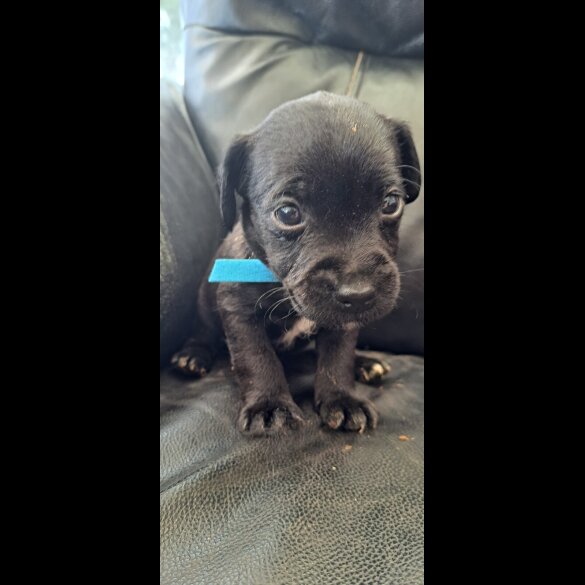 Patterdale Terrier - Both