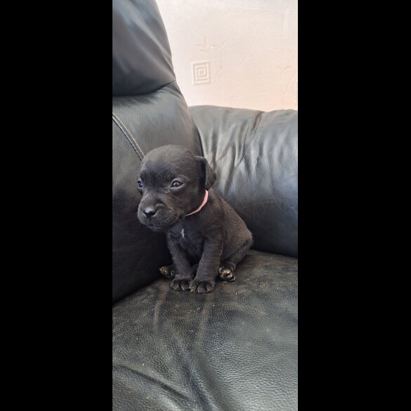 Patterdale Terrier - Both