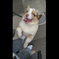 Australian Shepherd Dog