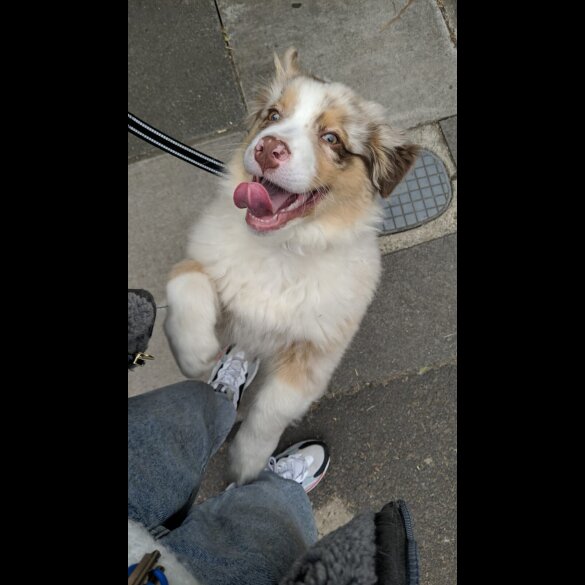 Australian Shepherd Dog