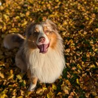Australian Shepherd Dog