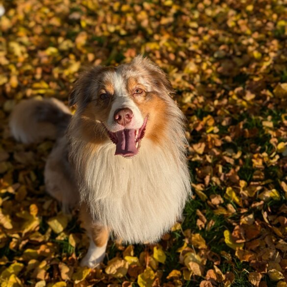 Australian Shepherd Dog