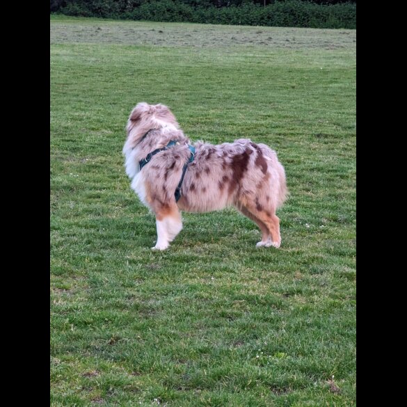 Australian Shepherd Dog