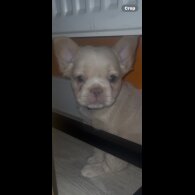 French Bulldog - Both